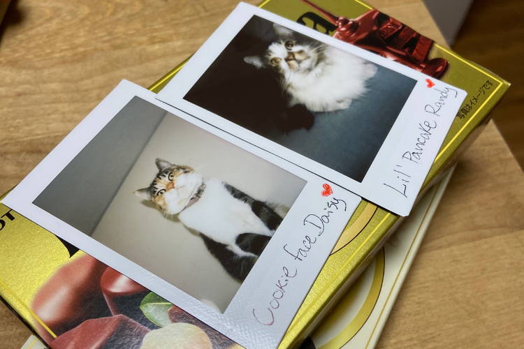 fotos polaroides de dois gatos